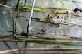 <br><br>Nom anglais : Common toad
<br>Le Crapaud commun affectionne particulièrement les roselières.
<br><br>Photo réalisée en France, dans l'Allier (Auvergne)
<br><br> Crapaud commun
Bufo bufo
Common toad
Auvergne
Allier
roselières
 